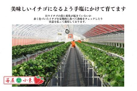 平群 の 古都華 いちご 4L or 5L サイズ（1種×2パック）苺屋小東 | フルーツ いちご 古都華 先行予約 奈良県 平群町