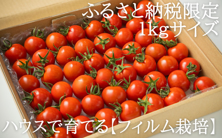鶴居村 ふるさと納税】北海道 鶴居村　つるいトマト 1ｋｇ 工務店が作った 高糖度 8.5以上! ( フルーツ のような 甘さ ミニトマト フィルム栽培　甘い フルーティー とまと TOMATO)