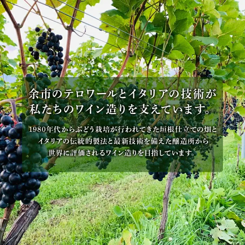 【数量限定】 ヨイチヌーヴォー レジェント 2023 【キャメルファーム】 余市 北海道 ワイン 赤ワイン ヌーヴォー ヌーボ 国産 キャメル カルディ おすすめワイン 余市のワイン 北海道のワイン 日本のワイン 北海道 余市町 _Y020-0635