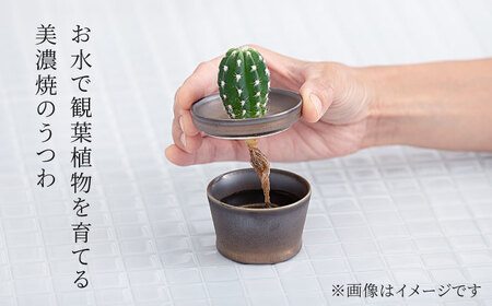 【美濃焼】＜色が 選べる＞COPO（ジェラート）植物付き【大東亜窯業】インテリア 雑貨 観葉植物 多肉植物 サボテン グリーン 水で育てる 省スペース 手軽 簡単 初心者 写真映え かわいい おしゃれ [MAG073]