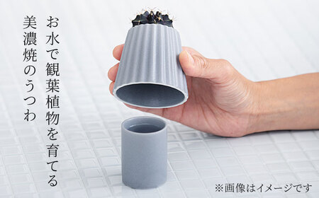 【美濃焼】＜色が 選べる＞COPO（カヌレ）植物付き【大東亜窯業】インテリア 雑貨 観葉植物 多肉植物 サボテン グリーン 水で育てる 省スペース 手軽 簡単 初心者 写真映え かわいい おしゃれ [MAG074]