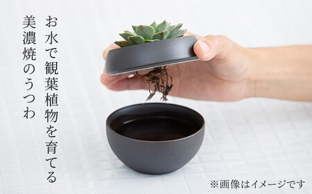 【美濃焼】＜色が 選べる＞COPO（球）植物付き【大東亜窯業】インテリア 雑貨 観葉植物 多肉植物 サボテン グリーン 水で育てる 省スペース 手軽 簡単 初心者 写真映え かわいい おしゃれ [MAG075]