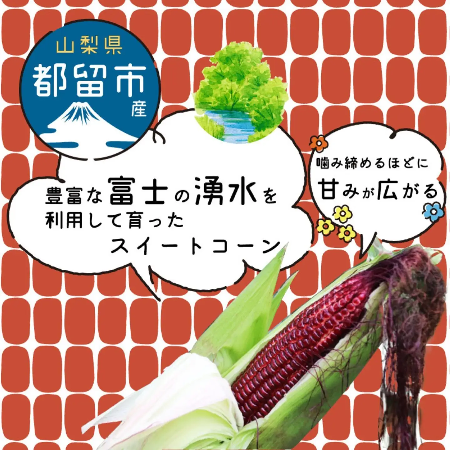 【2026年先行予約】山梨県都留市産 紅いスイートコーン 大和ルージュ｜希少な赤いとうもろこし 甘い スイートコーン トウモロコシ 産地直送 送料無料【浅田農園】