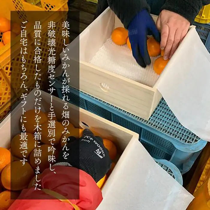 みかん めっちゃうまいんじゃ 木箱入 約5kg（内容量4.3kg） みかんの会厳選 特選品 M S 2S サイズのいずれか 和歌山県産 産地直送 S品 贈答用 ［2026年11月中旬より順次出荷予定］［みかんの会］