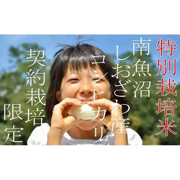 【令和7年産】【精米１０Kg】特別栽培 生産者限定  南魚沼しおざわ産コシヒカリ【銘柄米 ブランド米 精米 こしひかり コシヒカリ 魚沼産 新潟米 産地直送 お米 米 こめ コメ ご飯 御飯 ごはん】