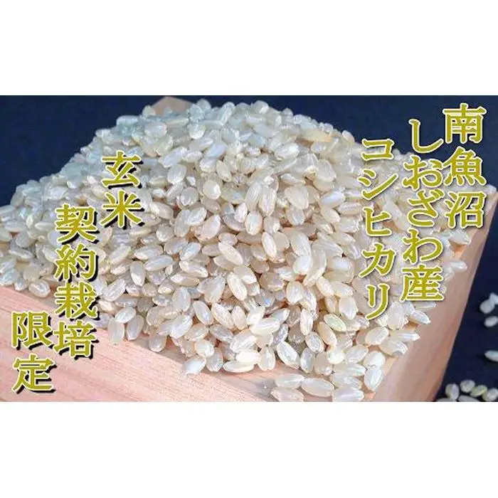 【令和7年産】【玄米６Kg】●玄米● 生産者限定 南魚沼しおざわ産コシヒカリ【銘柄米 ブランド米 玄米 こしひかり コシヒカリ 魚沼産 新潟米 産地直送 お米 米 こめ コメ ご飯 御飯 ごはん】