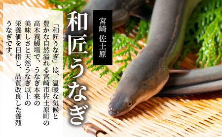 うなぎ 国産 蒲焼 2尾 うなぎ[和匠 備長炭手焼き 350g]