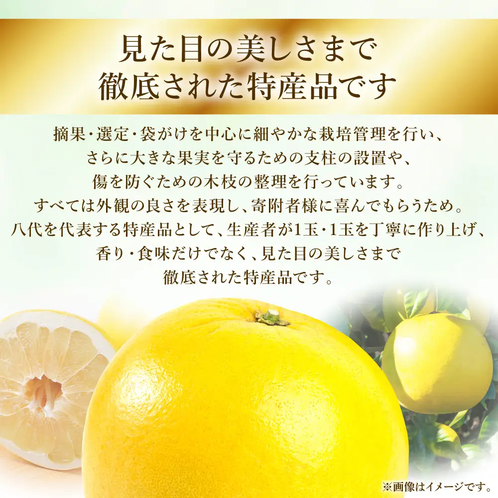 【先行予約】八代特産 晩白柚　秀Lサイズ 2玉 ばんぺいゆ 柑橘 【2026年12月上旬より順次発送】