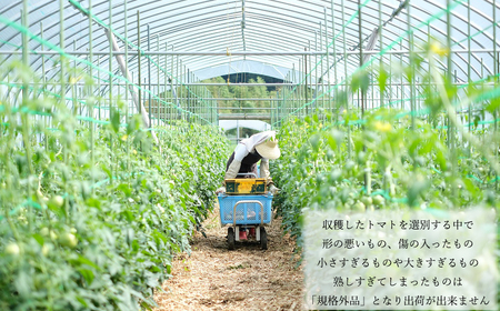 曽爾村のトマトの旨味そのまま！トマトソース３種セット // トマト トマトソース パスタ 無添加 保存料不使用 プレーン 柚子はちみつ きのこ当帰