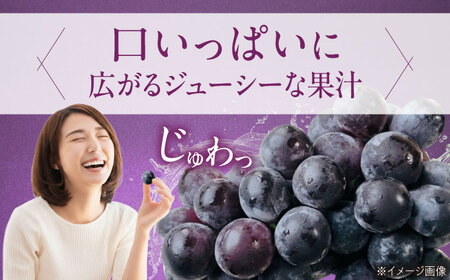 【先行予約】巨峰 約2kg1箱（4房から6房） BKCW003