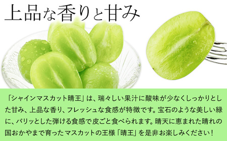 【2026年発送】シャインマスカット 晴王 約1.1kg 田口青果 マスカット