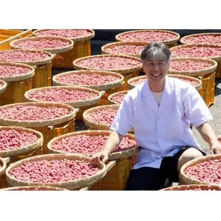 結いの梅「こ梅ぼし」500g(箱入り)【配送不可地域：離島・沖縄県】【1452936】