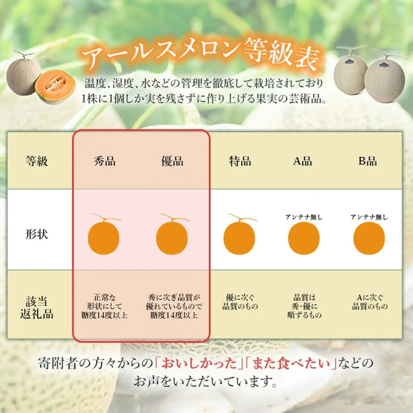 メロン 赤肉 茨城県産 R8年産 アールスメロン 約2.5kg 2個