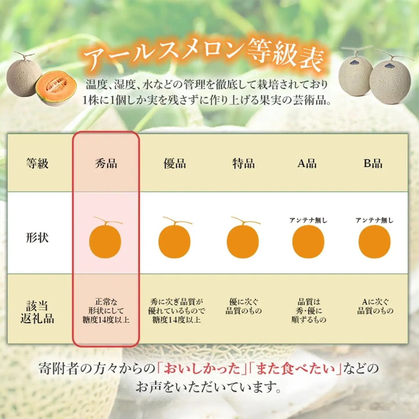 メロン 赤肉 茨城県産 R8年産 アールスメロン 秀品 1個