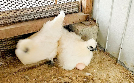 卵 定期便 12ヶ月 平飼い 烏骨鶏 たまご 20個 平飼い卵 高級卵 烏骨鶏の卵 定期 12回