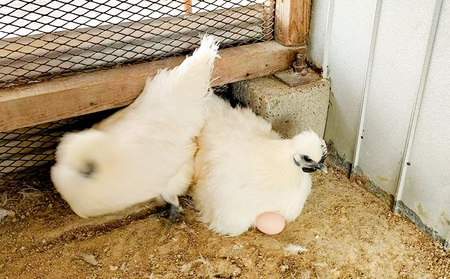 卵 定期便 12ヶ月 平飼い 烏骨鶏 たまご 10個 平飼い卵 高級卵 烏骨鶏の卵 定期 12回