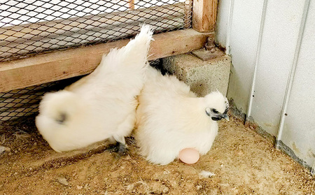 遠州の小京都 森町　平飼い烏骨鶏 卵　10個 のびのび 天然記念物 葉酸 オリジナル飼料 美味しい 井戸水 濃厚 甘み 臭み ゆで卵 生卵 卵かけごはん 