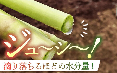 【2026年】 5～9月配送 極上あまうま 夏芽 アスパラガス M～L 1kg （40～50本）【Nature-falo】熊本県産 夏芽アスパラガス アスパラ 極上 国産 [ZEQ002]