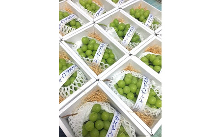 【先行予約令和8年発送】シャインマスカット 大ぶり 800g 贈答品 マスカット ぶどう ブドウ 葡萄 デザート フルーツ 果物 くだもの 果実 食品 山形県 FSY-1157