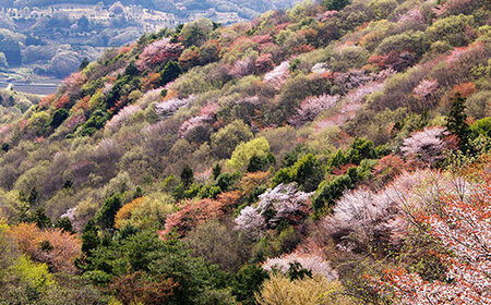 【数量限定】山桜はちみつと春の田舎はちみつの3種ギフトセット[結蜜 Musubi-R3山桜] 【茨城県共通返礼品／五霞町】 生ハチミツ 非加熱 茨城県産 ※着日指定不可 _EY01