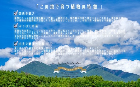 北杜市八ヶ岳産美しの多肉～セダムアソート～ [h235]