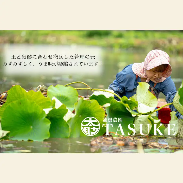 【先行予約】【奇跡のレンコン】鹿嶋市産レンコン　約4kg 【れんこん 根菜 蓮根 れん根 4キロ 20000円以内】（KBU-3）