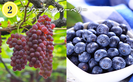 【令和8年度発送】晩夏 夏からの詰め合わせ フルーツ定期便 3回 FSY-2372