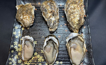 【お歳暮】北海道 厚岸産 ブランド牡蠣 マルえもん 殻付き 牡蠣 LLサイズ 14個 【光輝】 [ 魚貝類 生牡蠣 海鮮 海の幸 生食用牡蠣 生食用 生食用殻付き牡蠣 濃厚 甘み  オイスター ]  