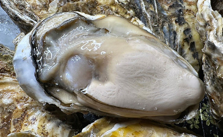 【お歳暮】北海道 厚岸産 砂抜き済み あさり 2kg ＆ ブランド牡蠣 マルえもん 殻付き LLサイズ 20個 【光輝】 [ 魚貝類 海鮮 海の幸 みそ汁 酒蒸し アサリバタ 産地直送 生食用牡蠣 生食用 牡蠣 カキ 