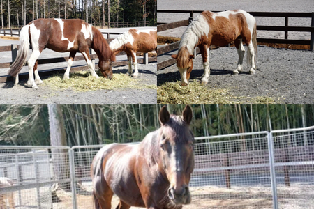 うまんまパーク 入場券 チケット おやつバケツ付き 2枚セット 馬 ふれあい 触れ合い パーク 牧場 乗馬 体験 観光 体験型 レジャー エサやり 引退競走馬 ポニー 癒し 関東 茨城県 阿見町（55-01）