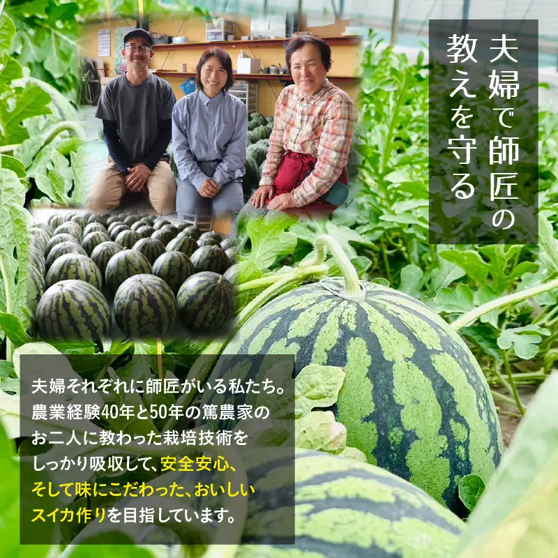 【先行予約】藤重農園の大玉スイカ『祭ばやし』 1玉（7kg～） ≪満足度高い大きなスイカ≫／ 果物 フルーツ 西瓜 すいか ギフト 農家直送 美肌 ビタミン豊富 福井県 あわら市 なんとリコピンはトマトの1.5倍！ ※2026年6月中旬以降順次発送 [aw083-a003]