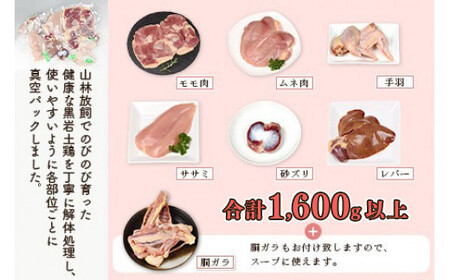 ＜黒岩土鶏(丸ごと一羽分)合計1,600g以上＞翌月末迄に順次出荷 鶏肉 丸ごと 1.6kg以上 冷凍 【c679_ki_x3】