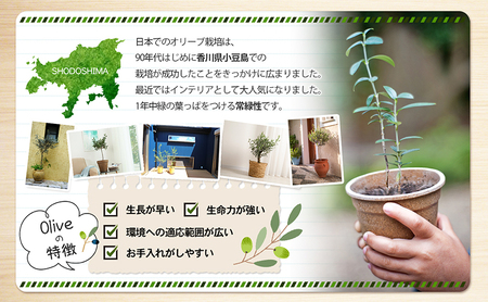 【 小豆島 】小豆島で育ったオリーブ苗木！ご自宅やお店のシンボルツリーにどうぞ！ 植物 観葉植物 オリーブ 苗木 インテリア シンボルツリー オリーブ苗木 香川 香川県 土庄 土庄町