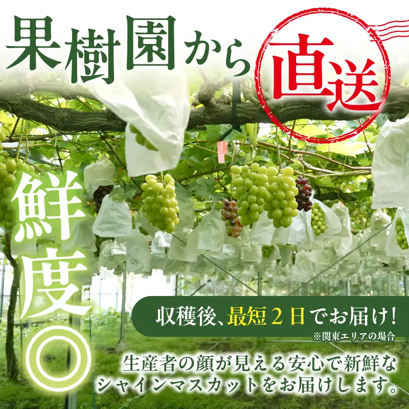先行予約≪期間限定≫都農町産シャインマスカット(計2kg) ぶどう 果物 国産_T010-0015
