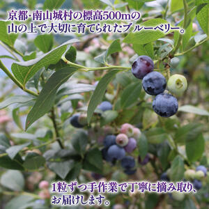 先行予約【2026年8月下旬頃から出荷】うえだブルーベリー畑の手摘みブルーベリー【1kg】 