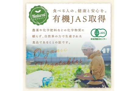 【年6回定期便】＜てんとうむしばたけ＞オーガニック野菜セット　有機野菜11～12種(4人用)