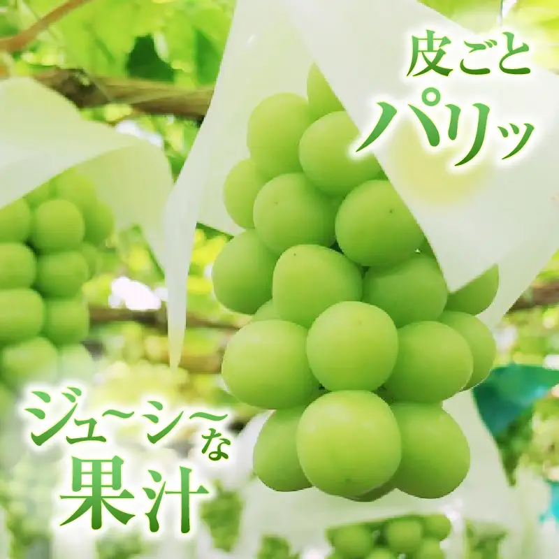 甲州市産 厳選 訳あり 粒々シャインマスカット 約1.0kg【2026年発送】（APX）A09-196 シャインマスカット フルーツ