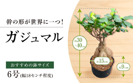 観葉植物オリジナル4点セット（ガジュマル大・ゴムの木曲がり・季節のミニ観葉）/ 観葉植物 室内観葉植物 ガジュマル ガジュマルの木 がじゅまる ゴムの木 インテリア おしゃれ / エコグリーンヒガシ / 大村市[ACAL001]