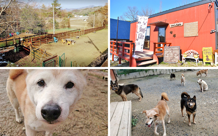 老犬ホーム あん施設利用券（6,000円分） 犬専用総合ケアハウス 愛犬愛護活動　[020RA001]