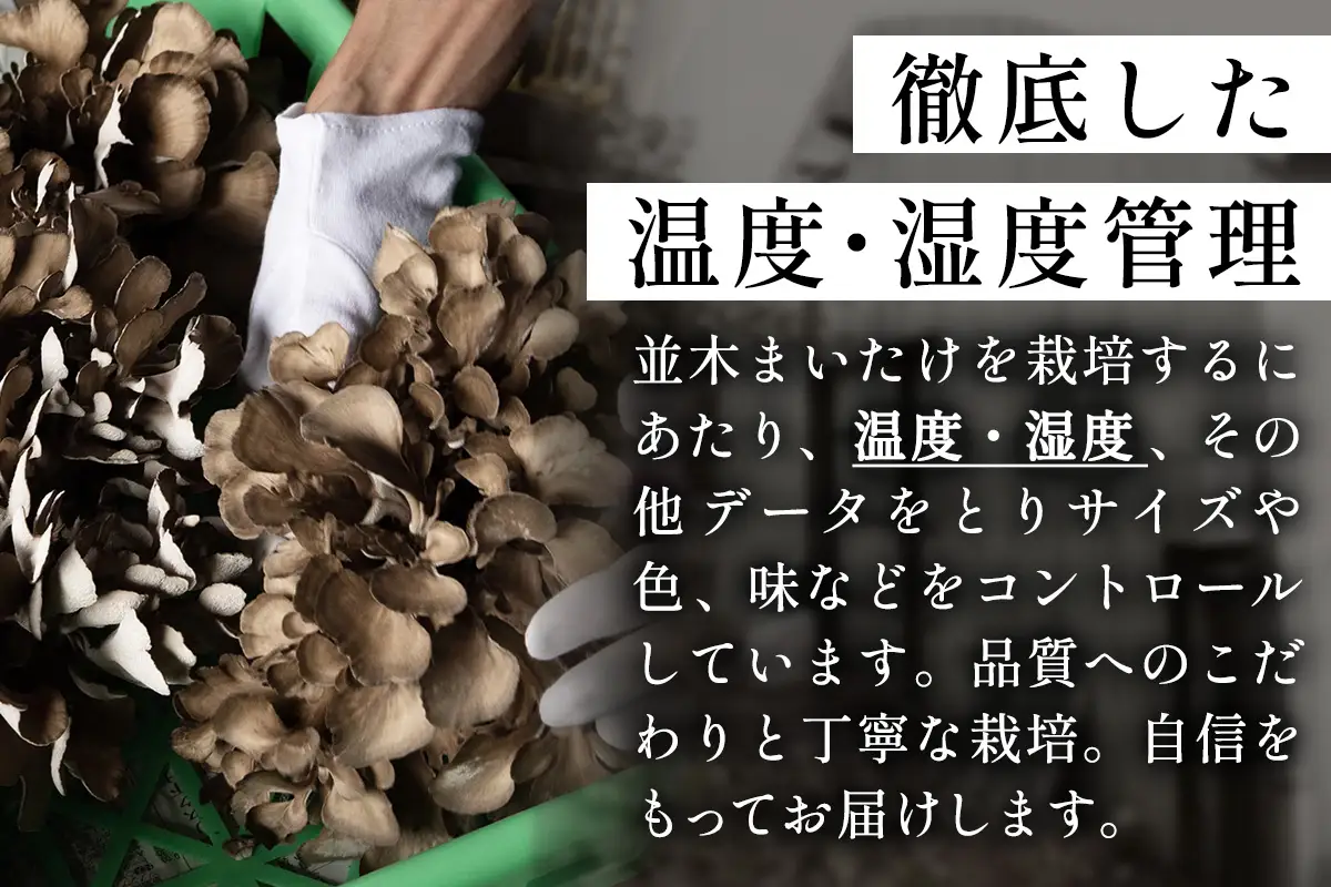 とれたて新鮮！福田きのこ園の『日光並木まいたけ』4株 箱入り (約1600g) [0325]