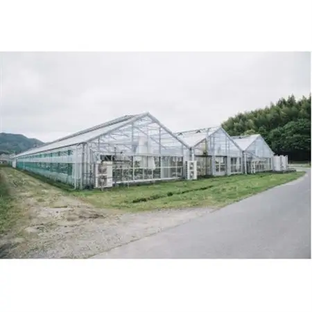 ホシファーム　届いた姿でそのまま飾れるスタンディング薔薇ブーケ　ピュア8本_花・観葉植物  花 _【配送不可地域：離島・北海道・沖縄県】【1465207】