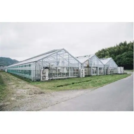 ホシファーム　届いた姿でそのまま飾れるスタンディング薔薇ブーケ　スイート8本_花・観葉植物  花 _【配送不可地域：離島・北海道・沖縄県】【1465216】