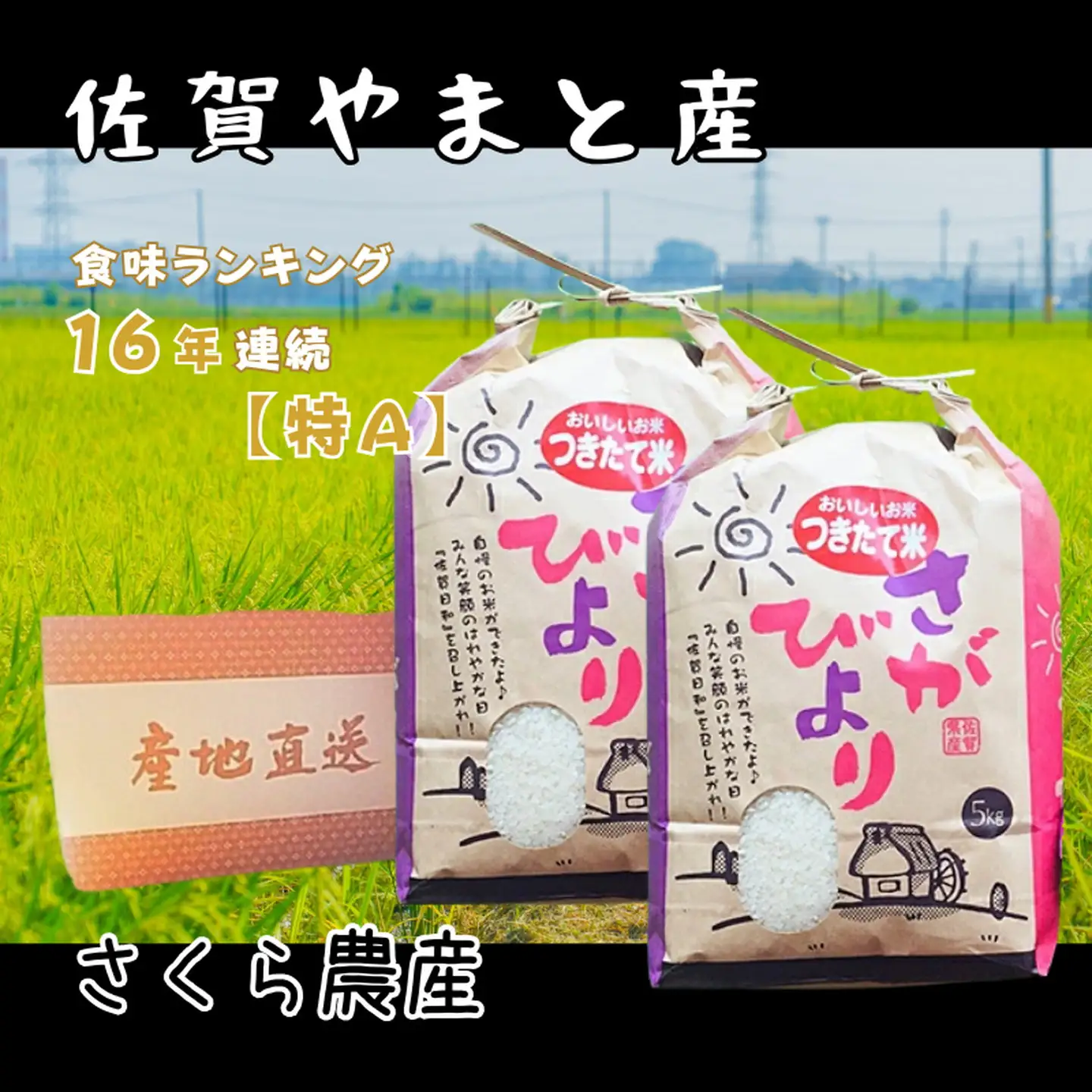 佐賀県大和産「さがびより」5kg×2袋 米 農家直送：B320-017