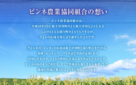 とうもろこし イエロー 約5kg 【2026年8月上旬～2026年8月下旬発送予定】 野菜 トウモロコシ コーン スイートコーン もろこし 甘い 北海道 浦臼町