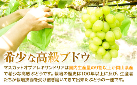 【先行予約】マスカット オブ アレキサンドリア 1房 (750g以上) 有限会社ホーティカルチャー神島《7月中旬-8月中旬頃出荷》岡山県 浅口市 ぶどう マスカット フルーツ 旬 果物 送料無料 マスカットオブアレキサンドリア【配送不可地域あり】