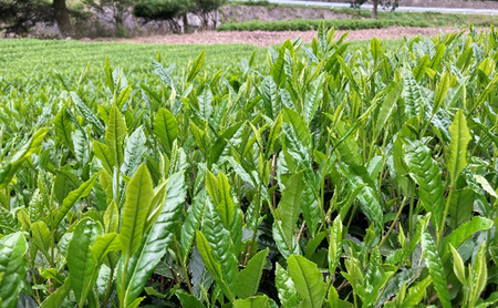 【ふるさと納税】 母子茶 特選煎茶 ははこ茶 ( 90g入 6袋 ) 茶 ギフト お祝い 贈答品 中元 歳暮 数量限定 期間限定 人気 ふるさと納税 ふるさと 人気 おすすめ 送料無料 兵庫県 三田市 [3d28bae720000]