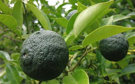 26-168．四万十ゆず胡椒3個セット