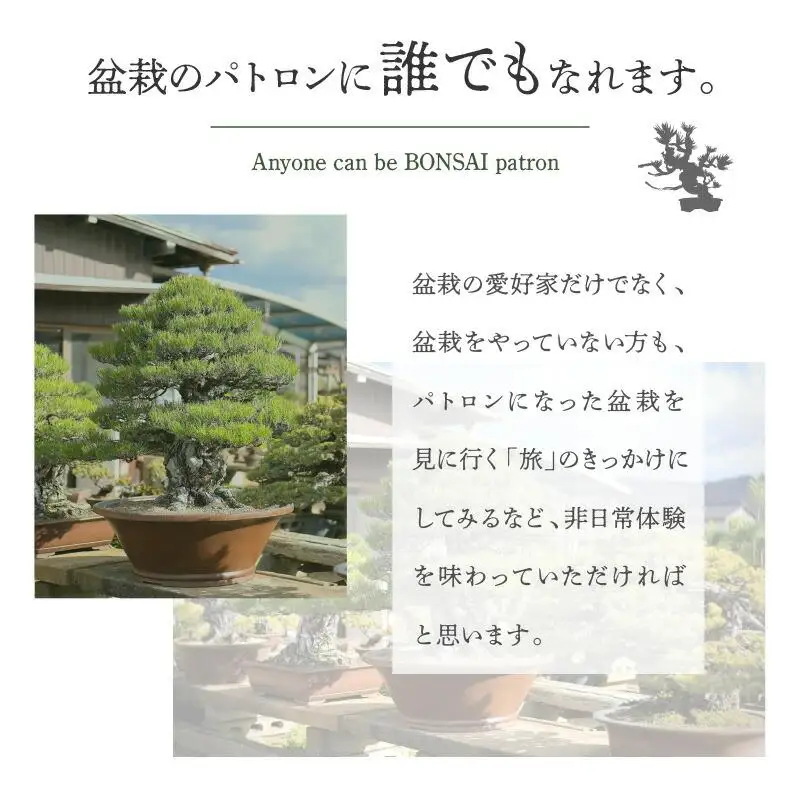 【ふるさと納税】盆栽パトロンNFT ブラックランク（デジタル商品・実物の盆栽は含まれません）
