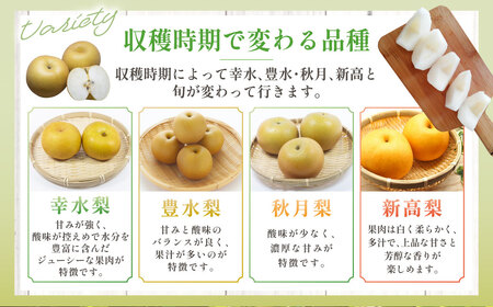 熊本市産 梨 （幸水・豊水・秋月・新高など） 約1.8kg （3～6玉）【2026年8月下旬～10月上旬迄発送予定】