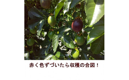 清田さんのパッションフルーツ 約1kg（9～15玉）【2026年6月下旬～7月下旬迄発送予定】